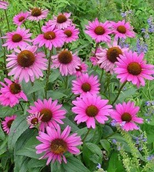 Echinacea