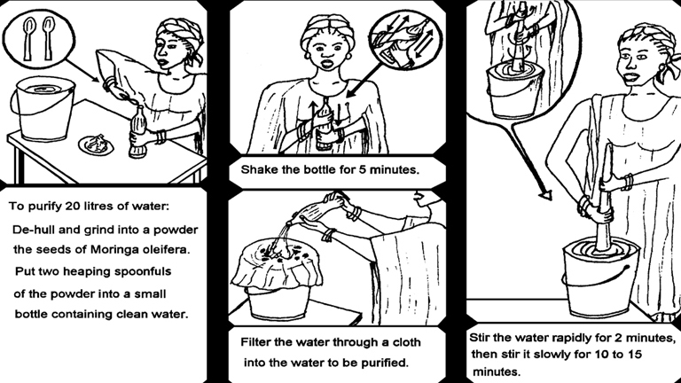 How To Purify With Moringa Seeds