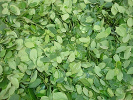 Moringa Leaves