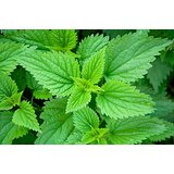 Nettle Plant