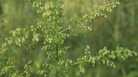 Sagewort